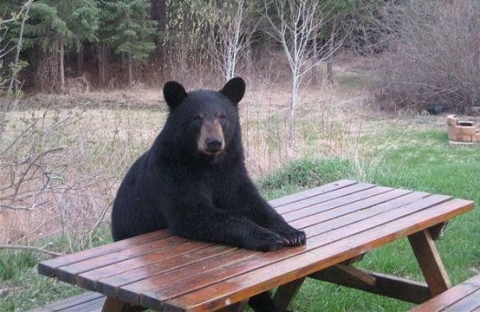 american_black_bear.jpg