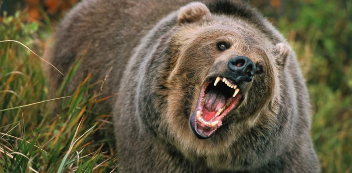 bear_01.jpg