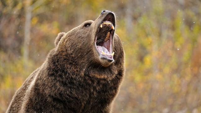 grizzly_bear.jpg