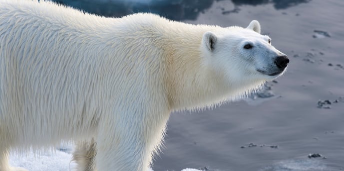 polar_bear.jpg