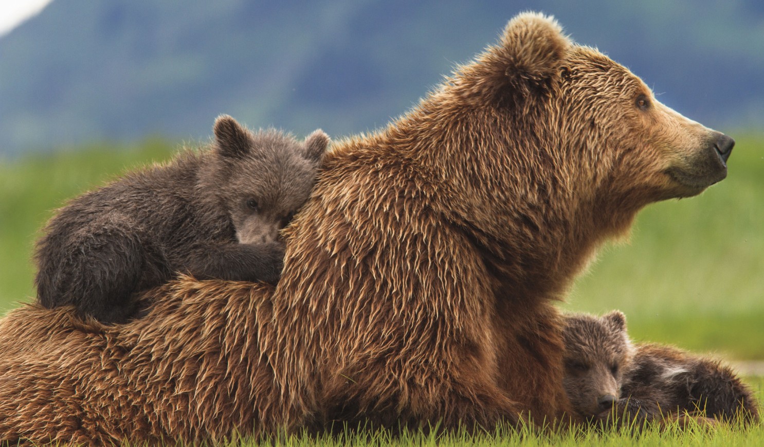 ?url=httpscalifornia-times-brightspot.s3.amazonaws.com9e63b6b8dc62b480c73fb16ee98bc58fla-et-mn-bears-movie-review-20140418-001 ?url=httpscalifornia-times-brightspot.s3.amazonaws.com9e63b6b8dc62b480c73fb16ee98bc58fla-et-mn-bears-movie-review-20140418-001
